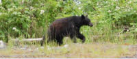 Black Bear near Telegraph Cove
