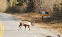 Cariboo on the Alaska Highway