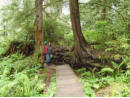 Rainforest near Schooner Cove, Pacific Rim National Park
